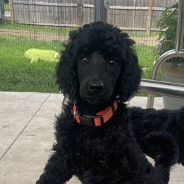 Poodle Puppies from Turkhaven