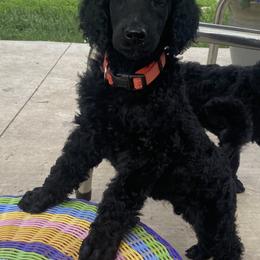 Poodle Puppies from Turkhaven