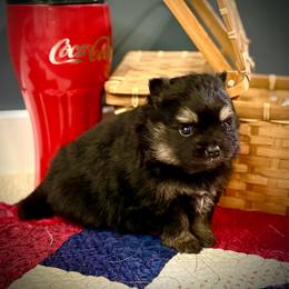 Buttercup - Black and tan female Pomeranian puppy in Foley, Alabama from Southern Gem's Pomeranian