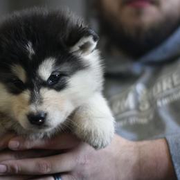 Keira - Seal and white female Alaskan Malamute puppy in Kingston, Tennessee from North Shore Alaskan Malamutes