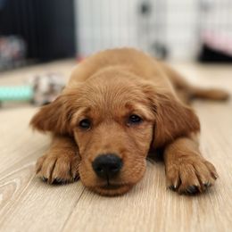 Golden Retriever Puppies from Bright Side Goldens