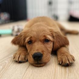Golden Retriever Puppies from Bright Side Goldens