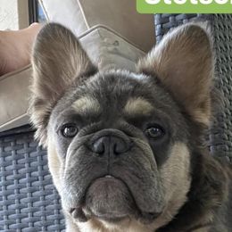 Stetson - French Bulldog