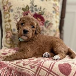 Fluttershy- Teal - Apricot female Goldendoodle puppy in Bay City, Texas from Charming Doods Goldendoodles