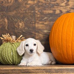 Gibson - Cream male Dachshund puppy in Woodbine, Georgia from Coastal Bluff Pups
