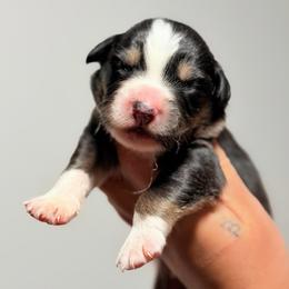 Zero AKC - Black tri-color male Australian Shepherd puppy in Polk City, Florida from Skaky Shepherds