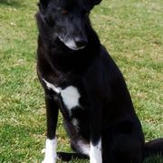 Canaan Dogs from Ascend K9