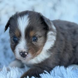 Cass - Blue merle female Miniature Australian Shepherd puppy in Ambrose, Georgia from Brandilyn's Aussies