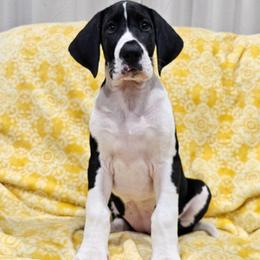 Puppy 1 - Mantle female Great Dane puppy in Castle Rock, Washington from Uber Alles Great Danes