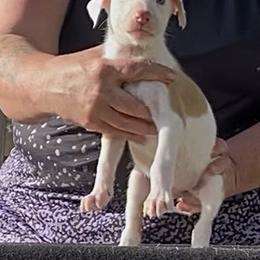 Girl 2 - female Ibizan Hound puppy in Oklahoma from Nevaeh Ibizan Hounds