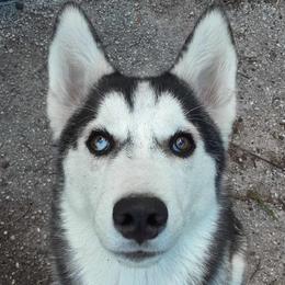 Chloe Decker - Black and white Siberian Husky puppy in Dunnellon, Florida from Clover's Legacy Siberians