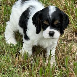 Girl 4 - Black white and tan female Cocker Spaniel puppy in Beech Island, South Carolina from Mike's Best Friends