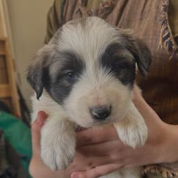 Velocity- pink - Badger female Colorado Mountain Dog puppy in Cotopaxi, Colorado from Once Upon A Moose (OUM)