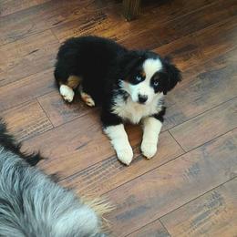 Shea - Black tri female Miniature Australian Shepherd puppy in Colbert, Georgia from Dogwood Blossom Aussies