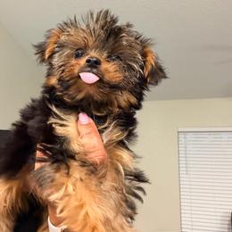 Bear - Black and tan male Yorkshire Terrier puppy in Ocala, Florida from Yorkie  And Shih Tzu Love