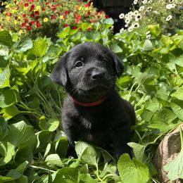 Lorelai - Black female Labrador Retriever puppy in Alger, Ohio from Osborne Family Retrievers