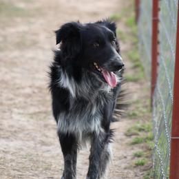 Charlie - Border Collie
