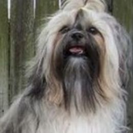Shih Tzus from CO-CO-LA-RO Shih Tzu Tampa,FL