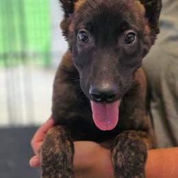 Tucker - Gold brindle male Dutch Shepherd puppy in Sherman Oaks, California from Elite K9 Group