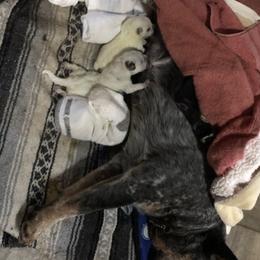 L62-01 - Blue speckled male Australian Cattle Dog puppy in Sheridan, Oregon from 6pk Cattledogs