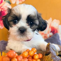 Rainbow dash - Black gold and white female Shih Tzu puppy in Hemet, California from Aloha Shih Tzu
