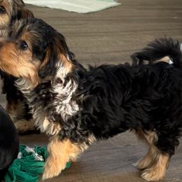 Morkie Puppies from Georgias Finest Puppies