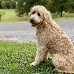 Golden Aussiedoodles from Hillside Doodles