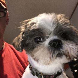 Coco - Shih Tzu