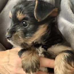 Girl 1 - Blue and gold female Yorkshire Terrier puppy in Willow Grove, Pennsylvania from Willow Grove Yorkie