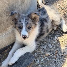 Cowboy - White and blue merle male Border Collie puppy in Shell Knob, Missouri from Stoneridge Kennel