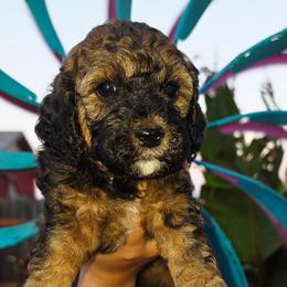Bentley - Sable and white male Cockapoo puppy in Indiahoma, Oklahoma from Phamily Doodles