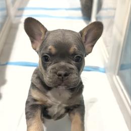 Lilac - Blue female French Bulldog puppy in Peoria, Arizona from A Quality French Bulldogs AZ