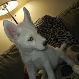 Girl 3 - White female Siberian Husky puppy in Killeen, Texas from Jackson's Siberians