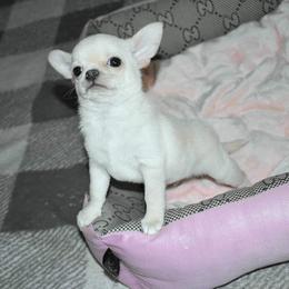 Chihuahua and Dachshund Puppies from Dachshund Family Love Breeders