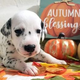 Dalmatian Puppies from Mid-Michigan Dalmatians