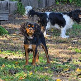 Suki - Cavalier King Charles Spaniel
