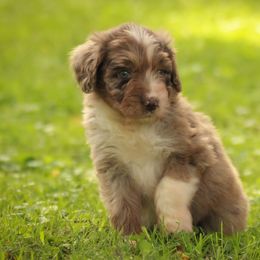 Aussiedoodle Puppies from Amos and Oak Doodles