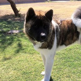 Akita from DeMeo Akitas