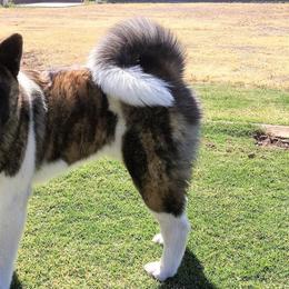 Akita from DeMeo Akitas