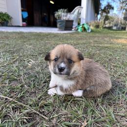 Red and white girl solid face - Red female Pembroke Welsh Corgi puppy in Ocala, Florida from Rivermont Farm