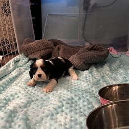 Sir Camelot (Elijah) - Tri-color male Cavalier King Charles Spaniel puppy in Broken Arrow, Oklahoma from Cavalier King Charles Heartland
