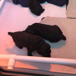 Poodle Puppies from Laminin Poodles