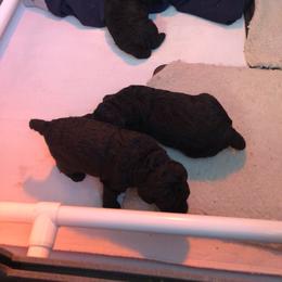 Poodle Puppies from Laminin Poodles