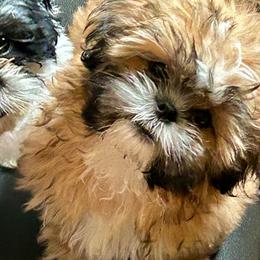 Teddy - Sable and white male Shih Tzu puppy in Victorville, California from Precioustzus