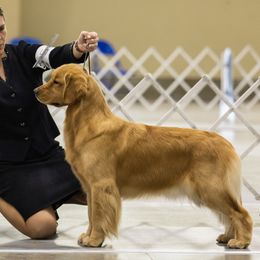 Tilly - Golden Retriever