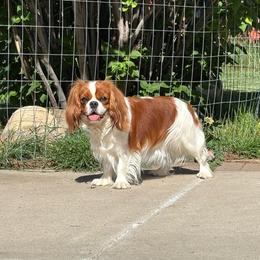 Darla - Cavalier King Charles Spaniel
