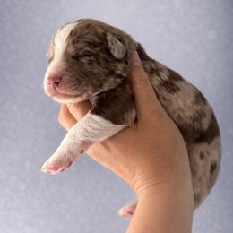 Christian D - Red merle male Aussiedoodle puppy in Greensboro, North Carolina from Glendale Doodles