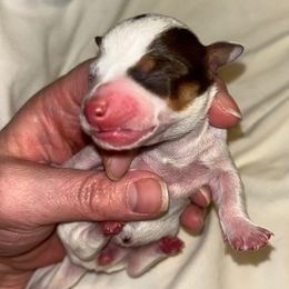 Bella - Piebald female Dachshund puppy in Bruceton, Tennessee from Dachshund Dreams