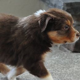 Australian Shepherds from Elk Ridge Australian Shepherds