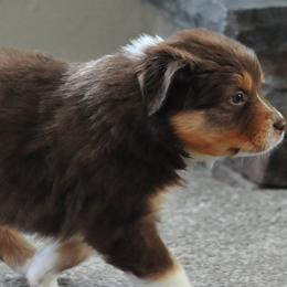 Australian Shepherds from Elk Ridge Australian Shepherds